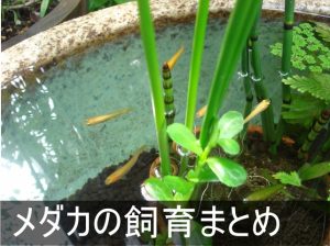 メダカの飼育方法まとめ