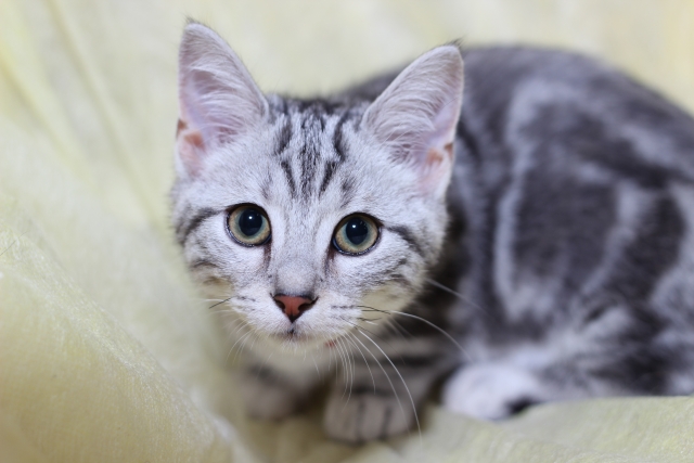 アメリカンショートヘア