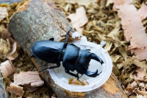 クワガタのエサの基本！与えても良い物とダメな物