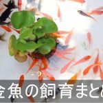 金魚の飼い方まとめ