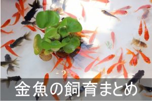 金魚の飼い方まとめ
