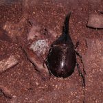 カブトムシにはダニがつきもの?原因と対策まとめ