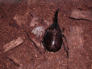 カブトムシにはダニがつきもの?原因と対策まとめ
