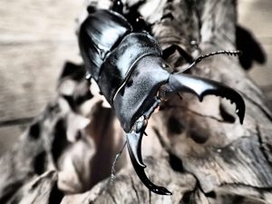 クワガタの飼育方法と冬越し、カビ・ダニの対処法