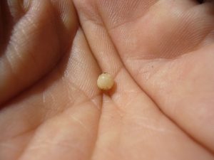 カブトムシの卵を産む時期と見つけ方!孵化させる為の知識まとめ