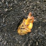 カブトムシの蛹について!土の上に出た時の人工蛹室の作り方