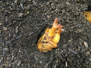 カブトムシの蛹について!土の上に出た時の人工蛹室の作り方