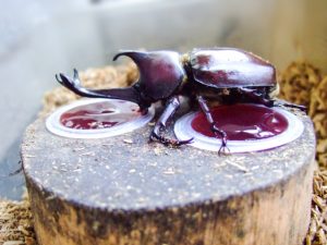 カブトムシのゼリーについて!与え方・交換頻度・食べない時は?