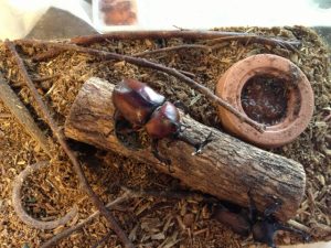 カブトムシ飼育方法!必要な物・コバエ対策や注意点