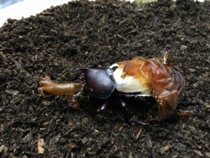カブトムシの羽化不全の寿命や原因、交尾や育て方について