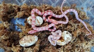 ペットの蛇はなつく？飼いやすい種類を紹介！