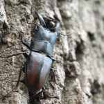 クワガタの採集方法！必要な道具とトラップの作り方