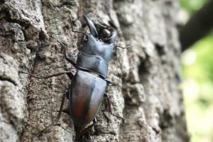 クワガタの採集方法！必要な道具とトラップの作り方