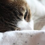 猫の涙やけと目やにの原因と治療法について