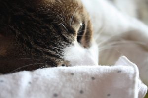 猫風邪の原因・症状・治療法！人間にうつる可能性は？