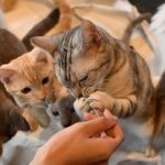猫の飼育に役立つ記事まとめ