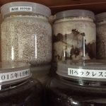 クワガタの幼虫のマット・菌糸ビン・ペットボトルを使った育て方