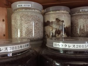 クワガタの幼虫のマット・菌糸ビン・ペットボトルを使った育て方