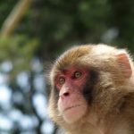 ペットとして飼える猿の種類は?飼育の注意点はあるの?