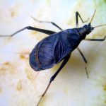 鈴虫の飼い方と必要な物！エサや最適な温度について