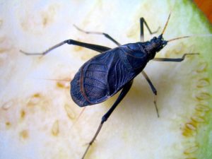 鈴虫の飼い方と必要な物!エサや最適な温度について