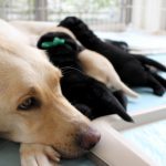 ペットの消臭方法と注意する事