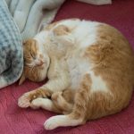 猫がゴロゴロと喉を鳴らす理由と効果!噛むのは何故?