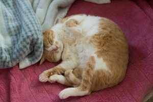 猫がブラッシングを嫌がる理由と対策