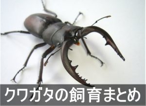 クワガタの飼育に役立つ記事まとめ