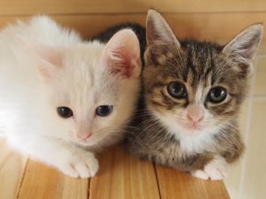 猫アレルギーは治るの?症状・原因や検査法、対処法などについて