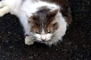 猫の発情期!オスとメスの特徴と対策は?