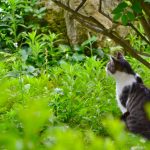 猫草の効果と吐く・下痢の対処、育て方と長持ちのコツ