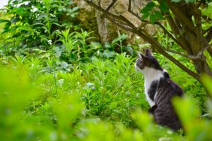 猫草の効果と吐く・下痢の対処、育て方と長持ちのコツ