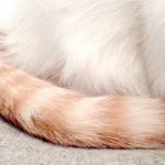 猫はしっぽで感情が分かる!7種類の動きの意味とは