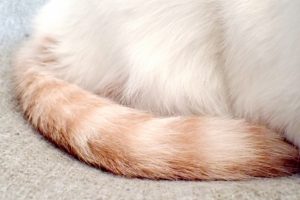 猫はしっぽで感情が分かる！７種類の動きの意味とは