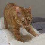 猫がふみふみする理由の前足と後ろ足の違い！しないのは何故？