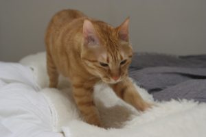 猫がふみふみする理由の前足と後ろ足の違い！しないのは何故？