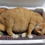 猫の妊娠は何歳から?見分け方や確率、出産までの流れについて