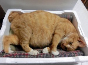 猫の妊娠は何歳から？見分け方や確率、出産までの流れについて