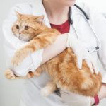 猫の腎不全の原因・症状と予防法について