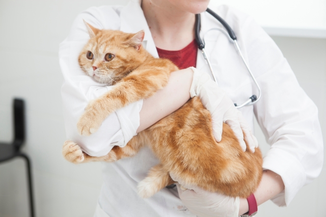 猫の腎不全の原因・症状と予防法について