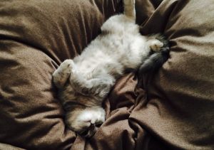 猫がなつく人となつかない人の違いとなつかせる方法