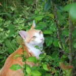 猫のまたたびの効果や危険性!いつから与えていいの?