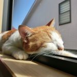初めての猫の飼い方～生態・道具・費用など基本的な７つの事