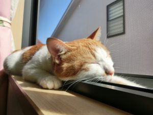 初めての猫の飼い方~生態・道具・費用など基本的な7つの事