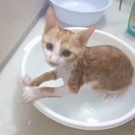猫にシャンプーは必要?やり方や頻度、嫌がる時の対策など
