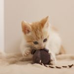猫が噛む7つの理由としつけ方～噛まれて腫れた時の対処法