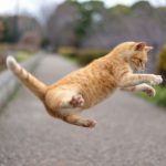 猫の血尿はオスとメスで原因が違う?考えられる病気と治療法