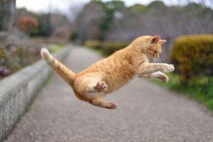 猫の血尿はオスとメスで原因が違う?考えられる病気と治療法