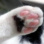 猫の肉球の役割と色の違い!熱い・冷たい理由と肉球の病気について